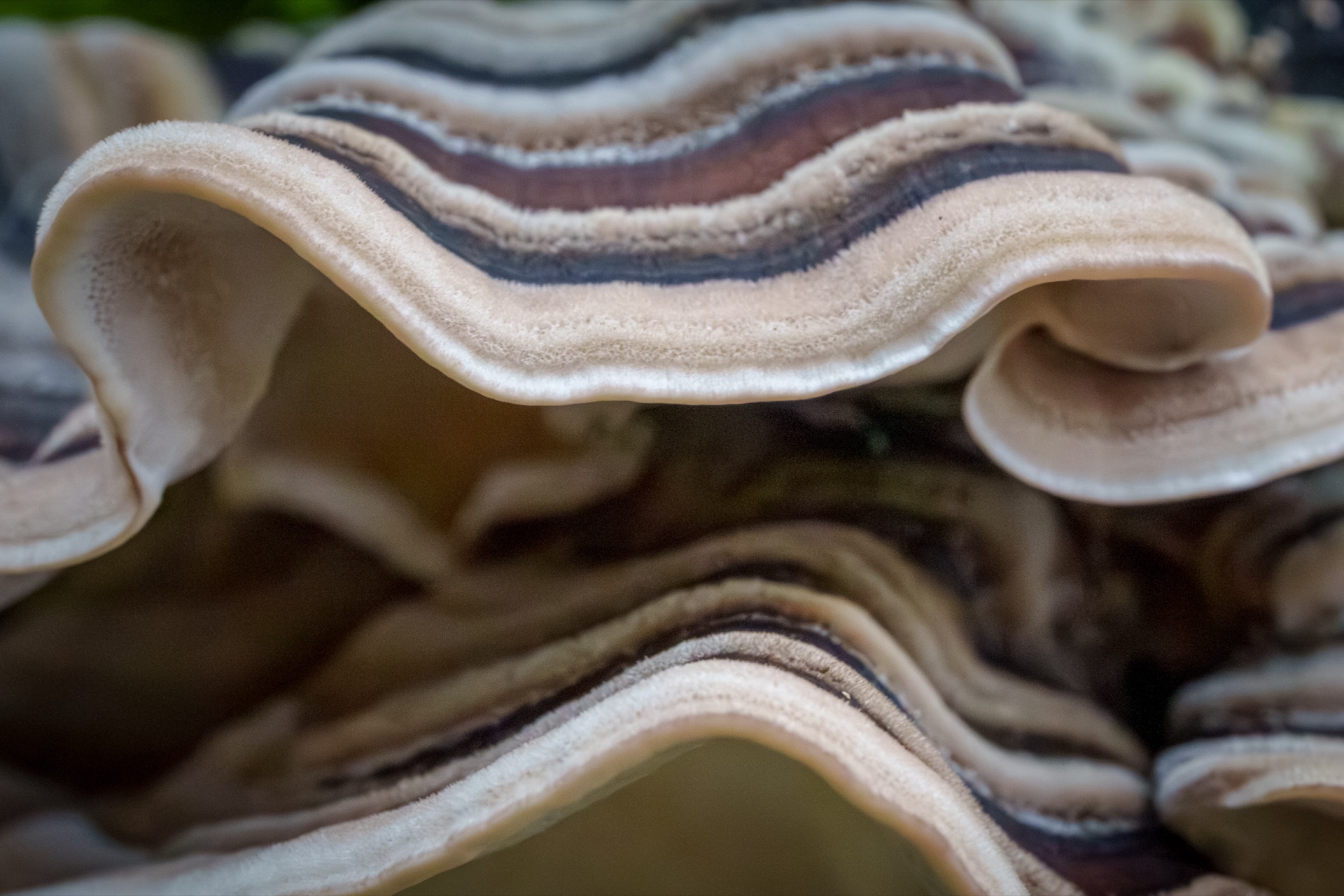 Turkey tail fungus in extreme closeup, concentric banding